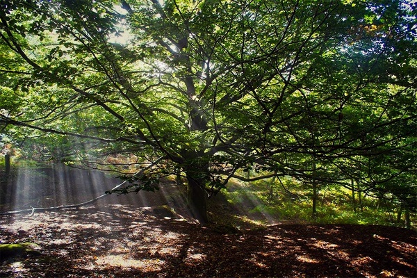 Parque Natural Monte Aloia